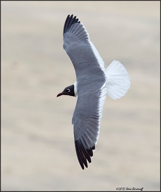 _2SB4536 laughing gull in breeding plumage.jpg